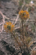 Quinchamalium chilense